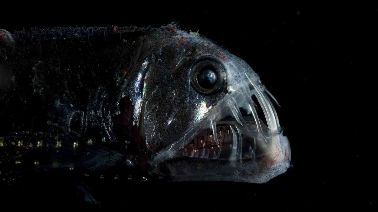 Vipernfisch
