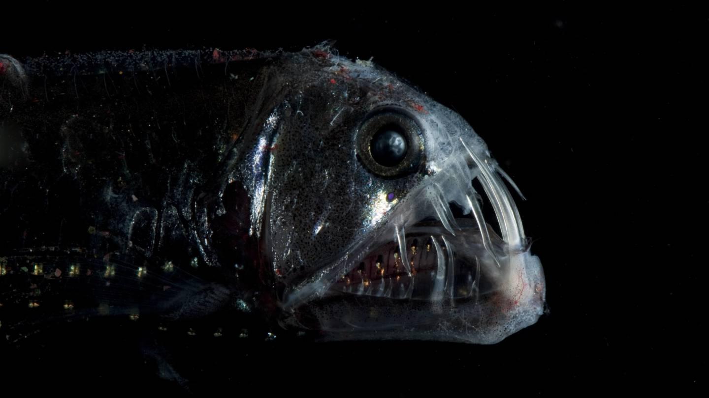 Vipernfisch