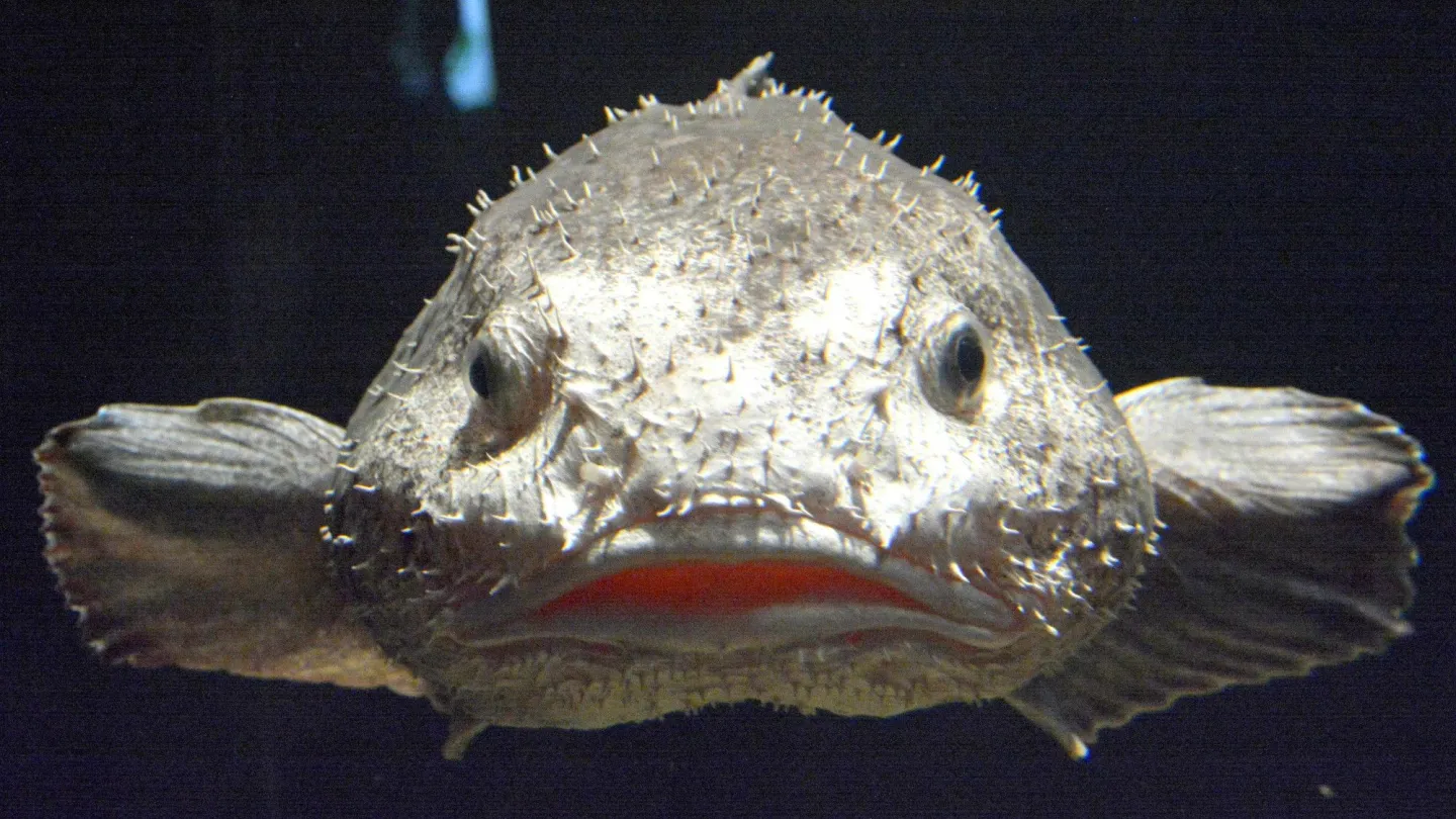 Blobfisch Tiefsee