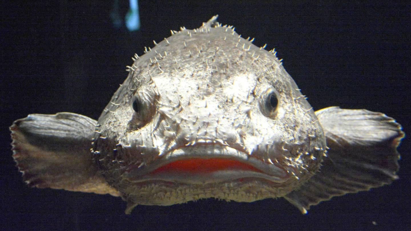 Blobfisch Tiefsee