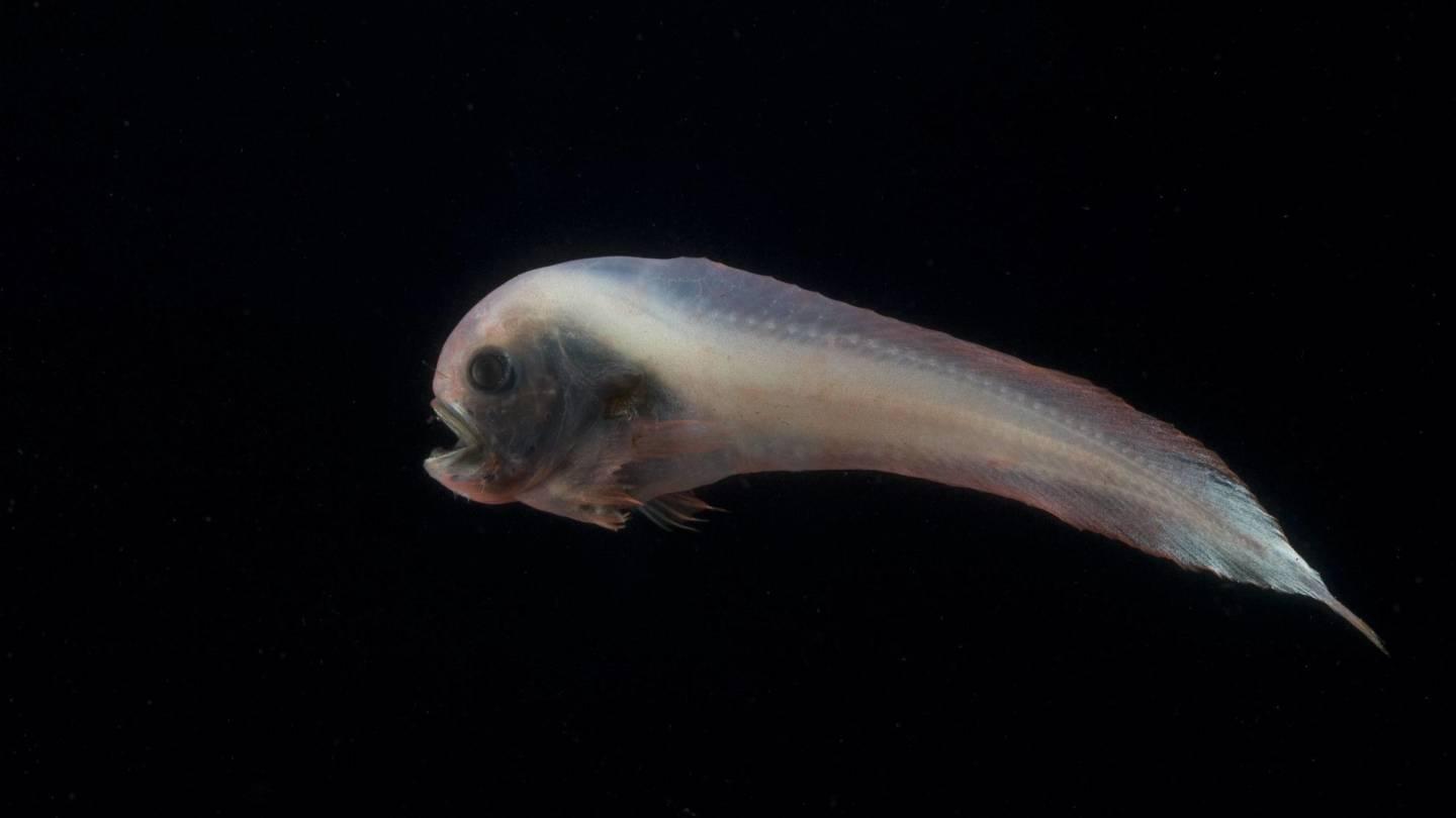 Mariana snailfish deep sea