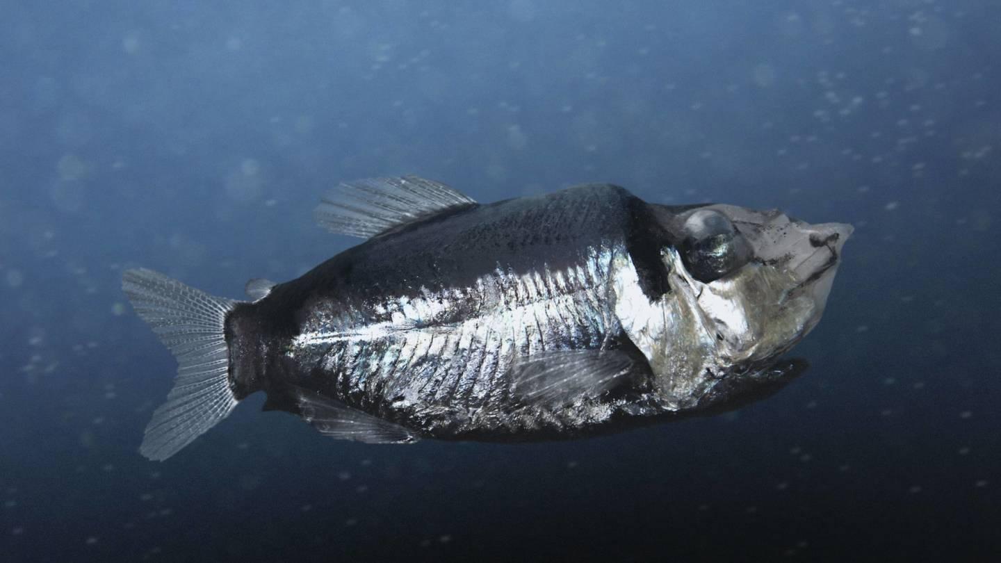 Monacoa grimaldii