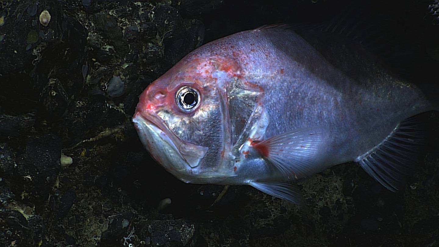 Granatbarsch Tiefsee