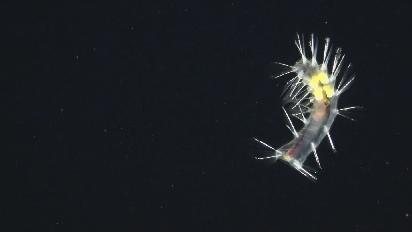 Swima bombiviridis