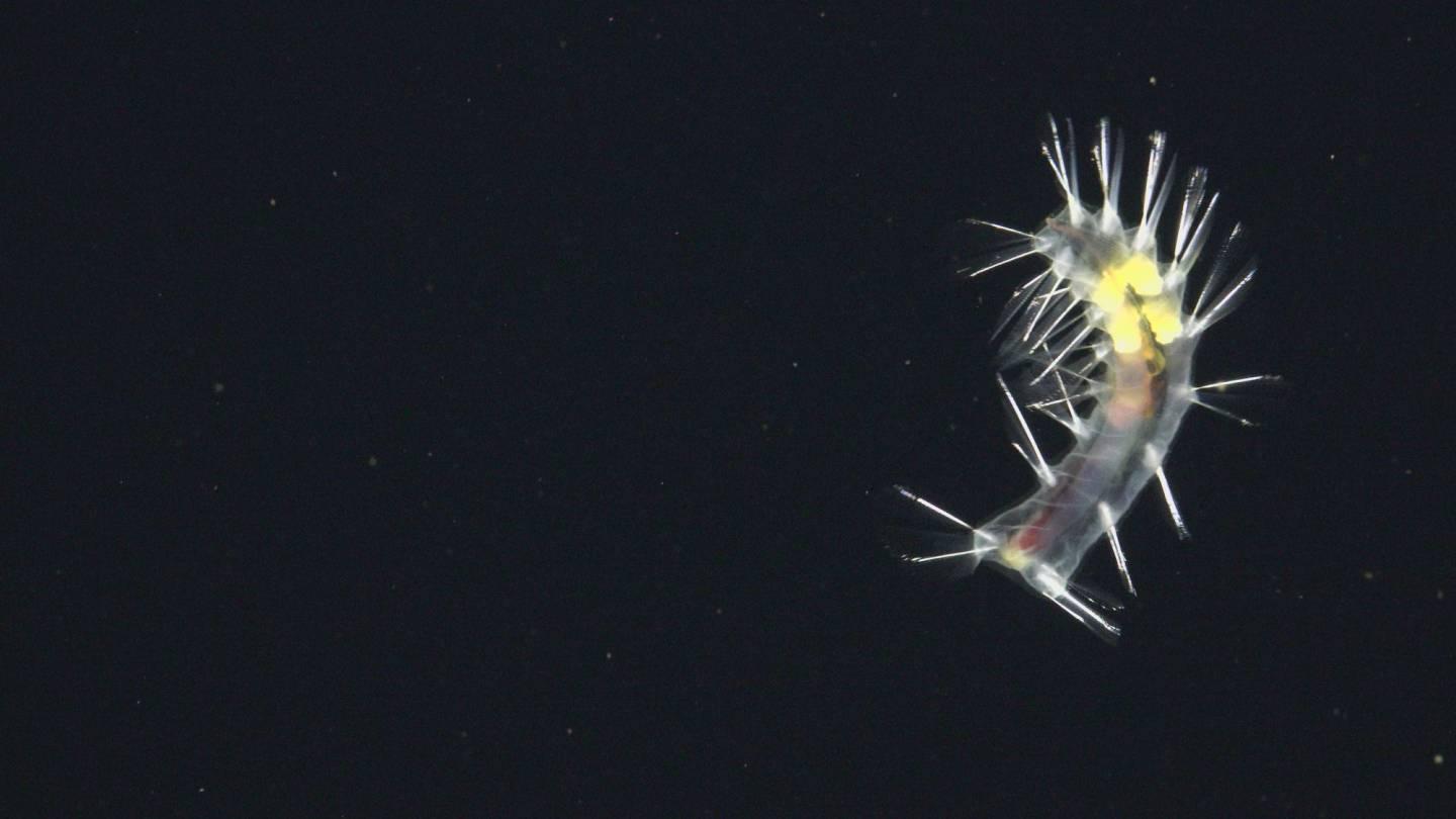 Swima bombiviridis