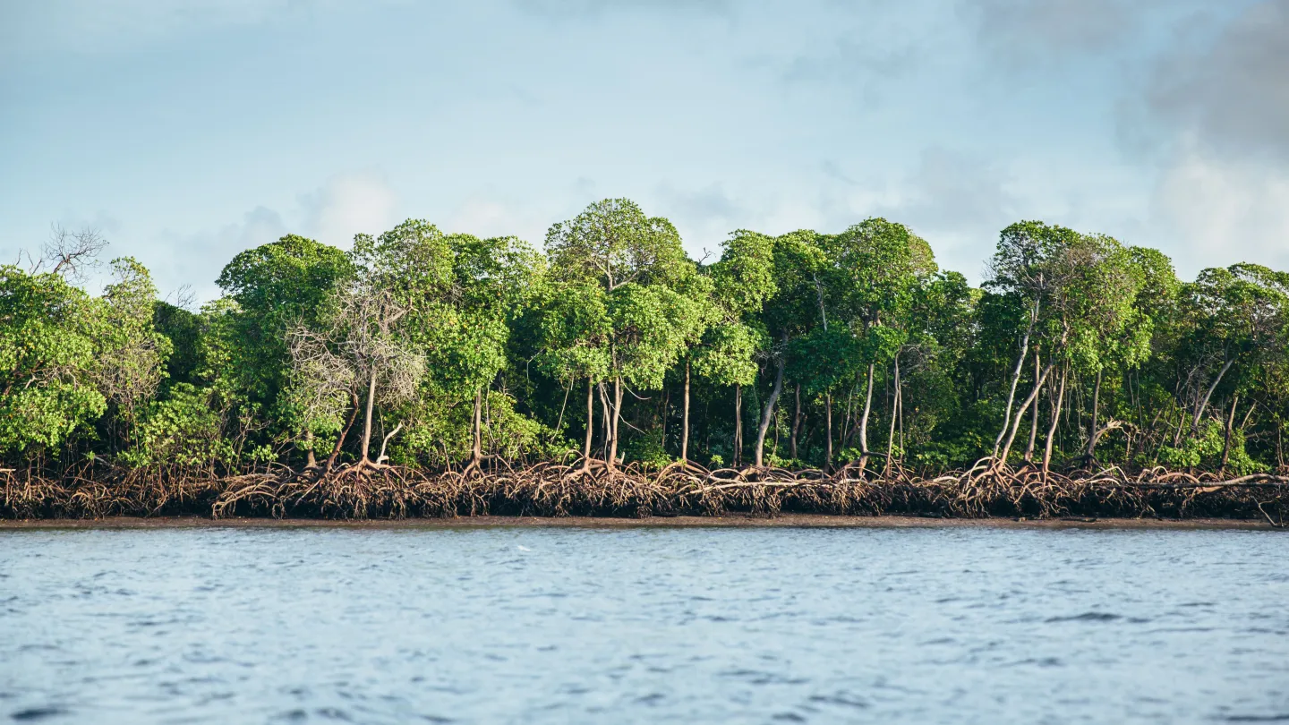 Mangroven in Lamu, Kenia