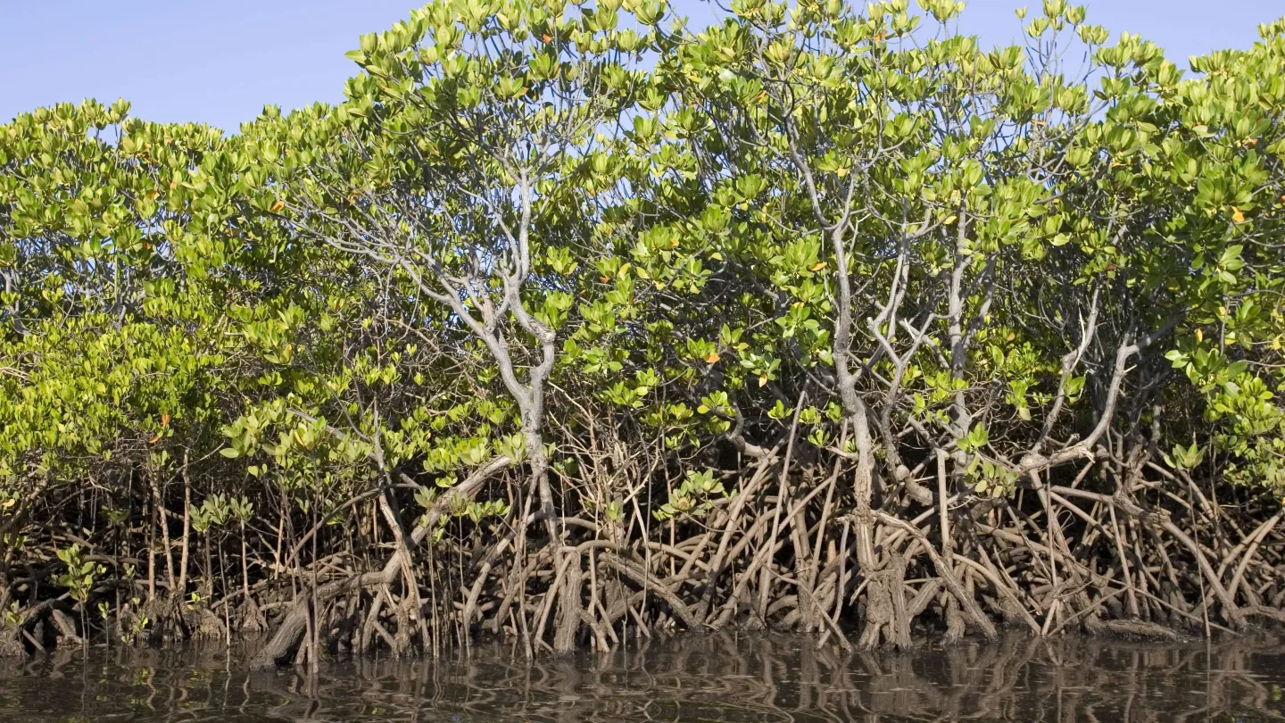 Mangroven in Lamu, Kenia
