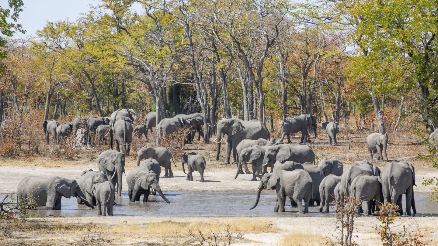 Eine Elefantenherde in KAZA in Namibia