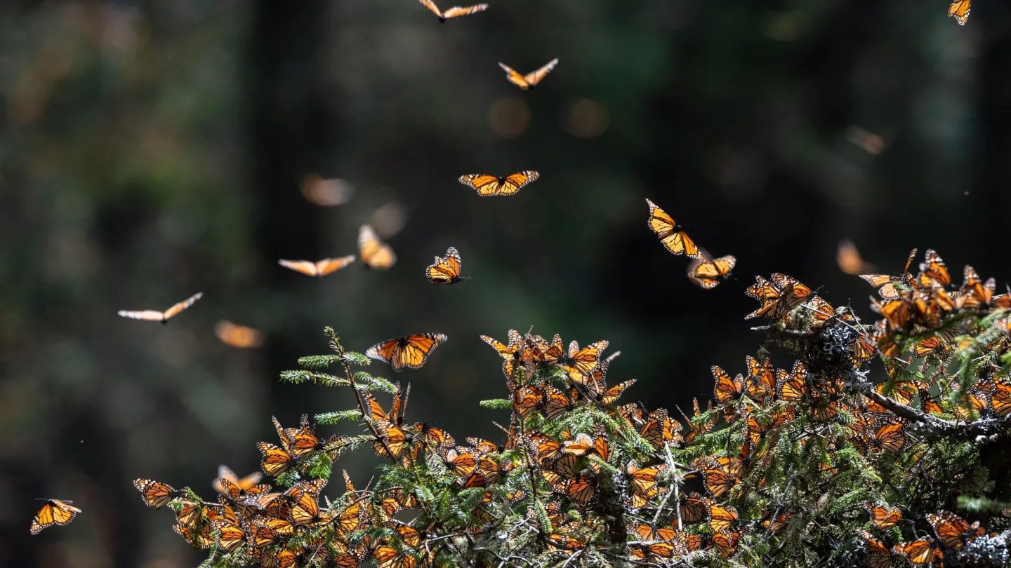 Monarchfalter in den Zweigen der Oyamel Tannen in Mexiko