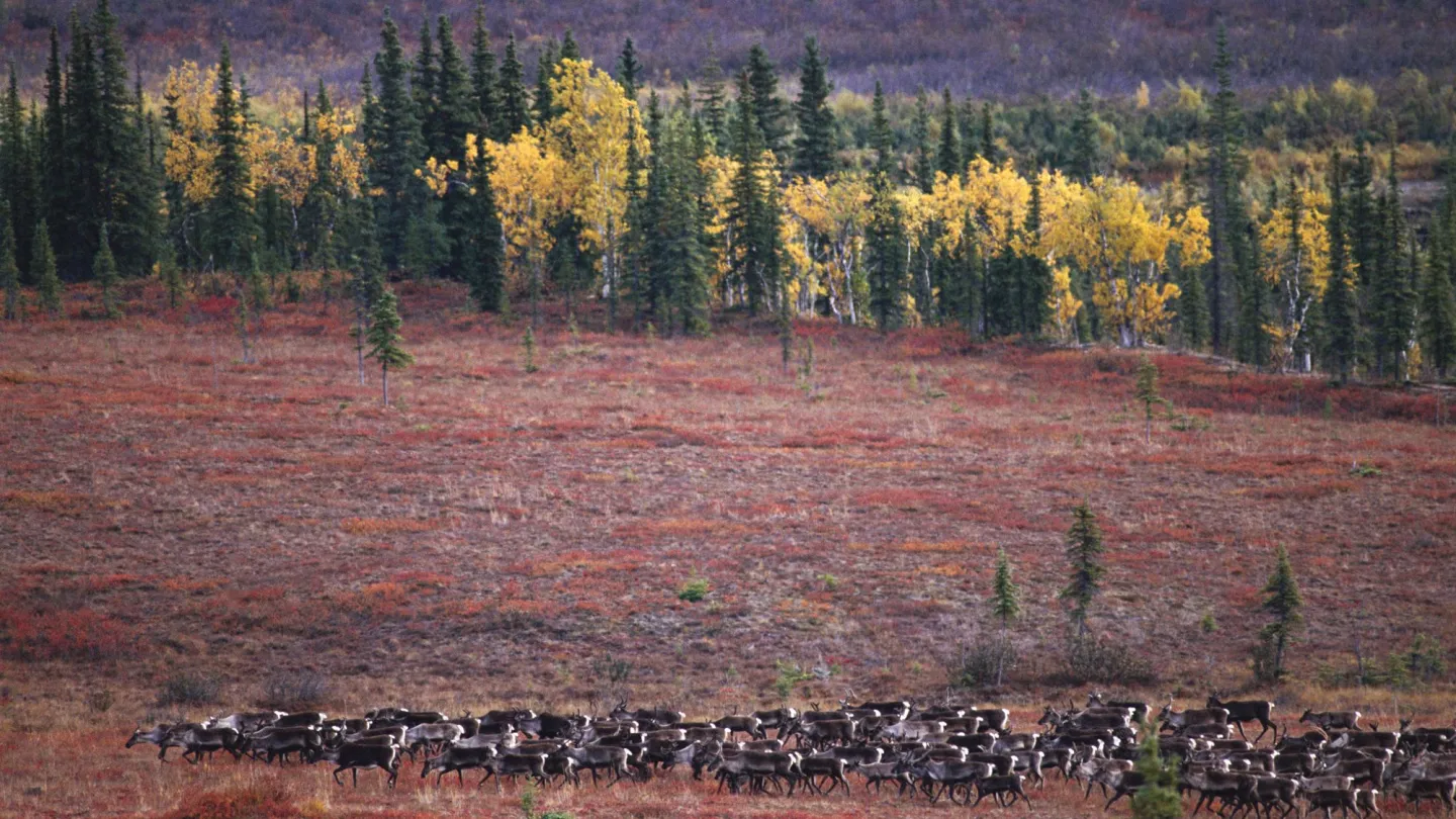 Karibu-Herde in Alaska