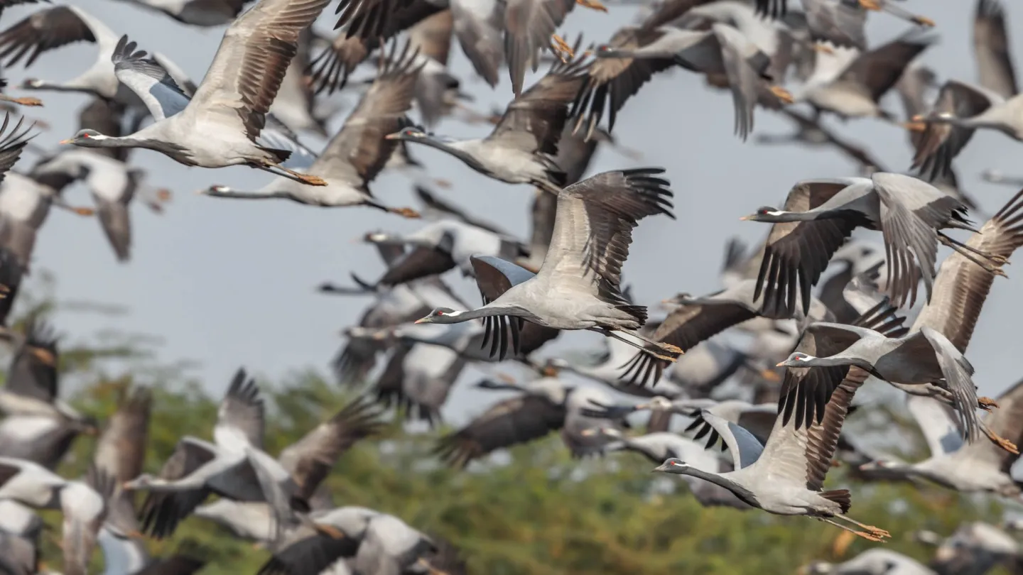 Ein Schwarm fliegender Kraniche in Indien 