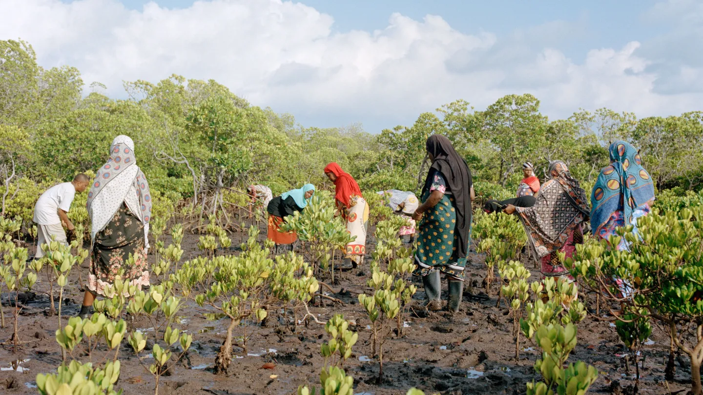 Frauen pflanzen Mangroven ein in Lamu, Kenia