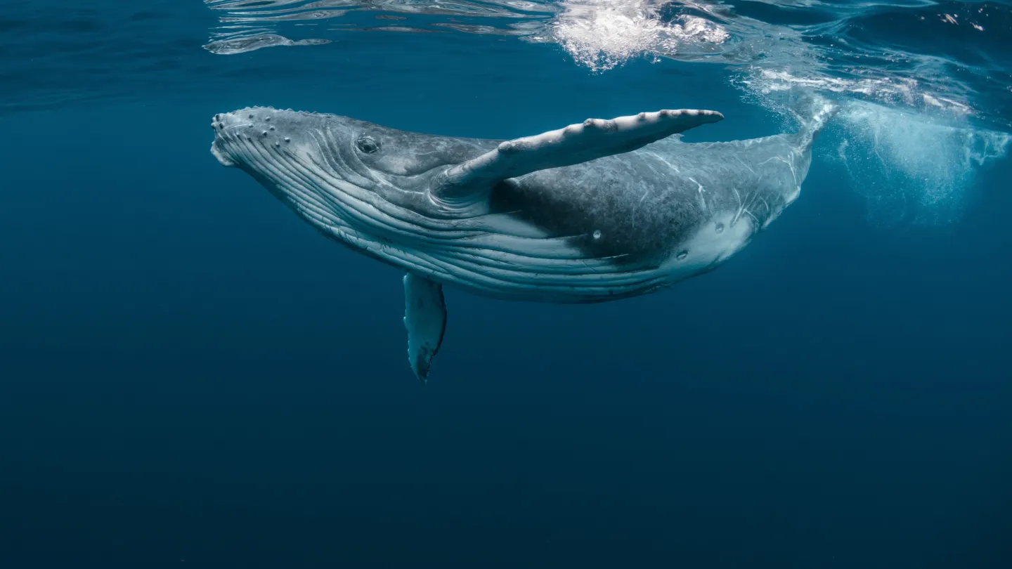 A Baby Humpback Whale Plays Near the Surface in Blue Water
