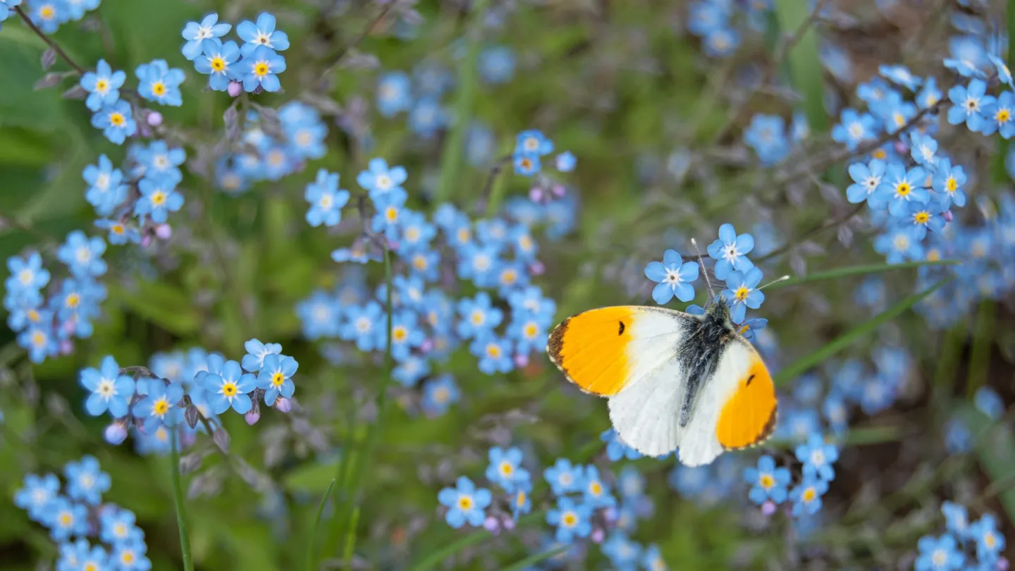 Male orange tip butterfly Anthocharis cardamines