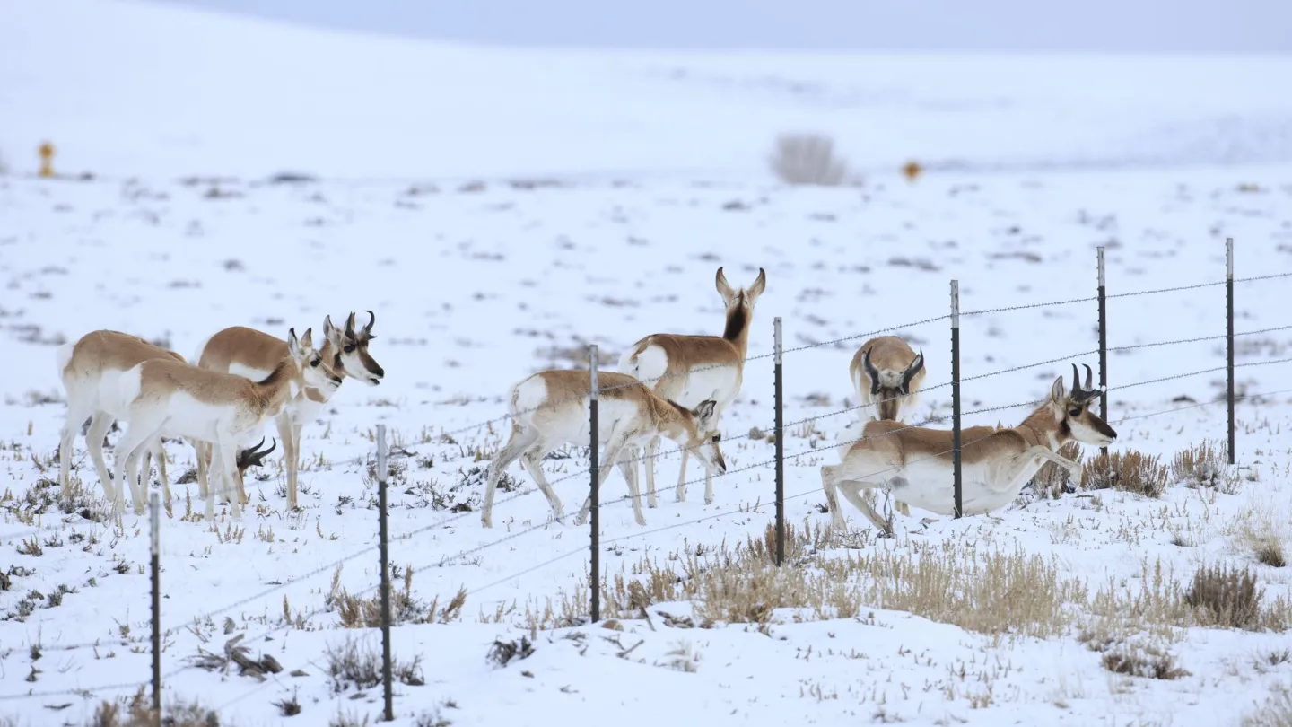 Zäune erschweren die Wanderungen der Wildtiere.