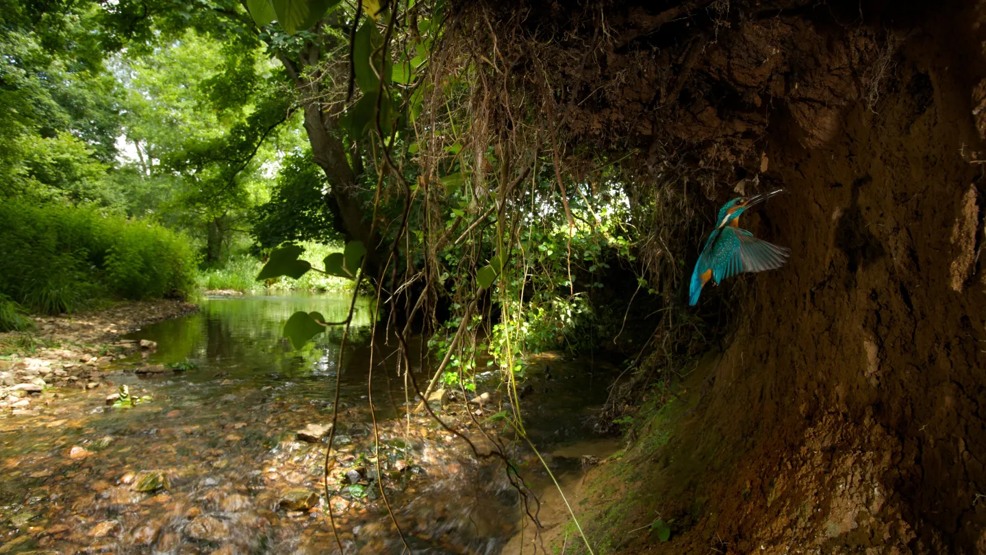 Eisvogel fliegt zum Nest