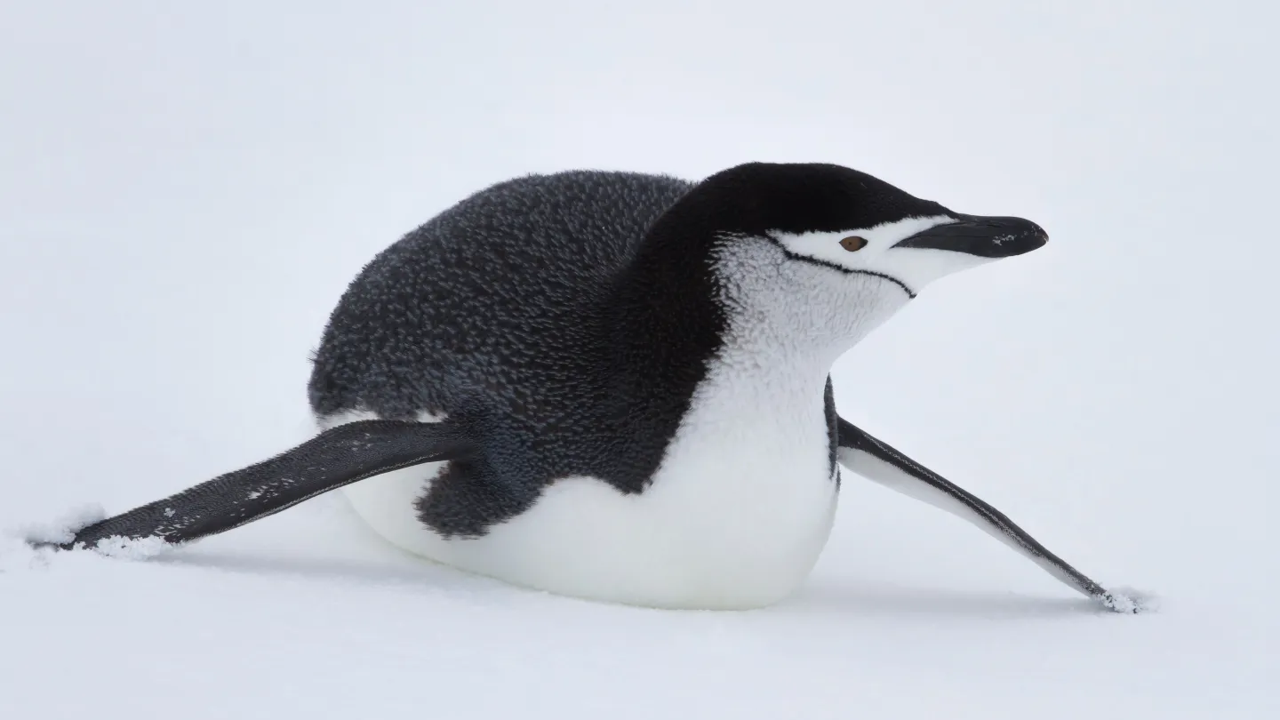 Zügelpinguin schlittert auf dem Bauch über Eis