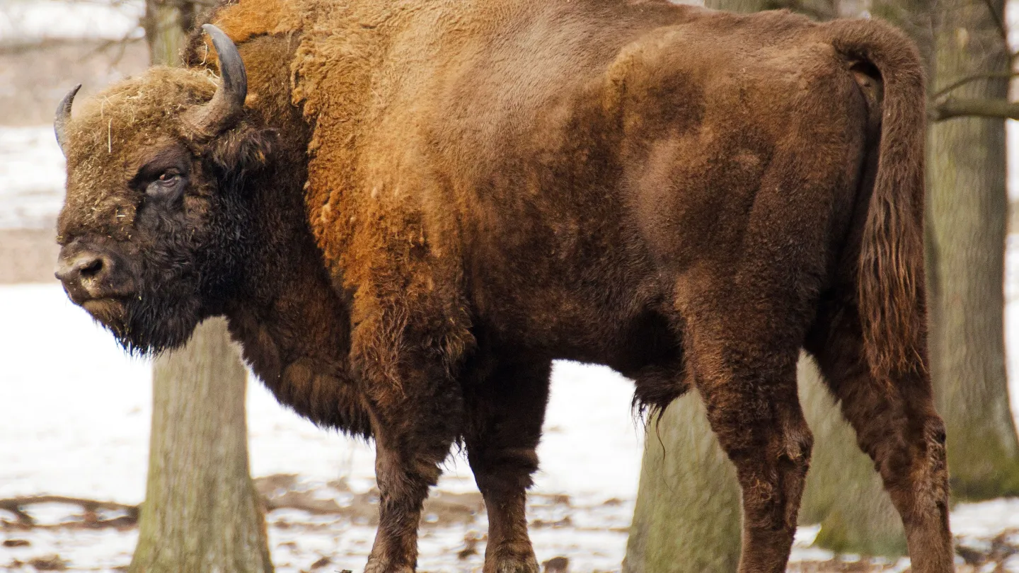 Wisent in winterlicher Landschaft