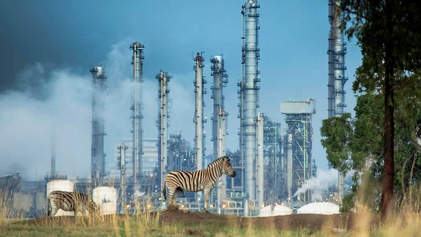 Zebra auf eingezäuntem Grasland, das Südafrikas grösste Kohleverarbeitungsanlage umgibt Mpumalanga, Südafrika