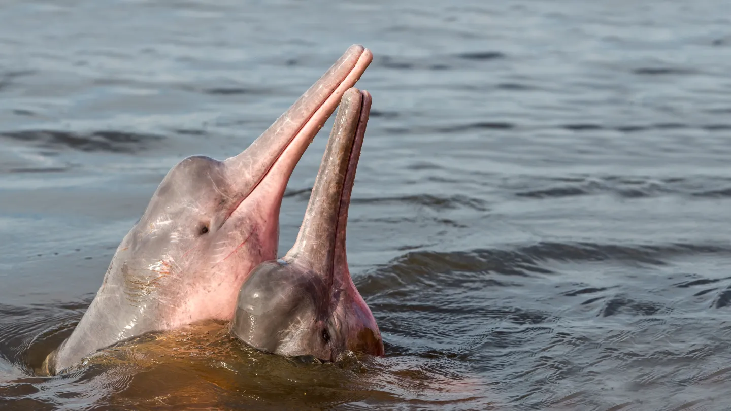 Zwei Rosa Flussdelphine über Wasser