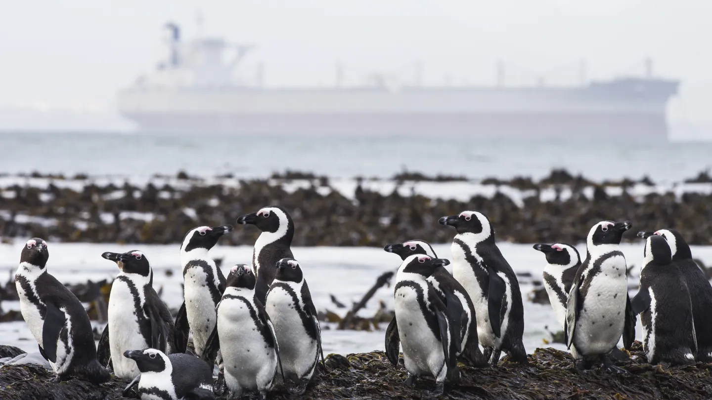 Brillenpinguine am Strand - im Hintergrund Containerschiff