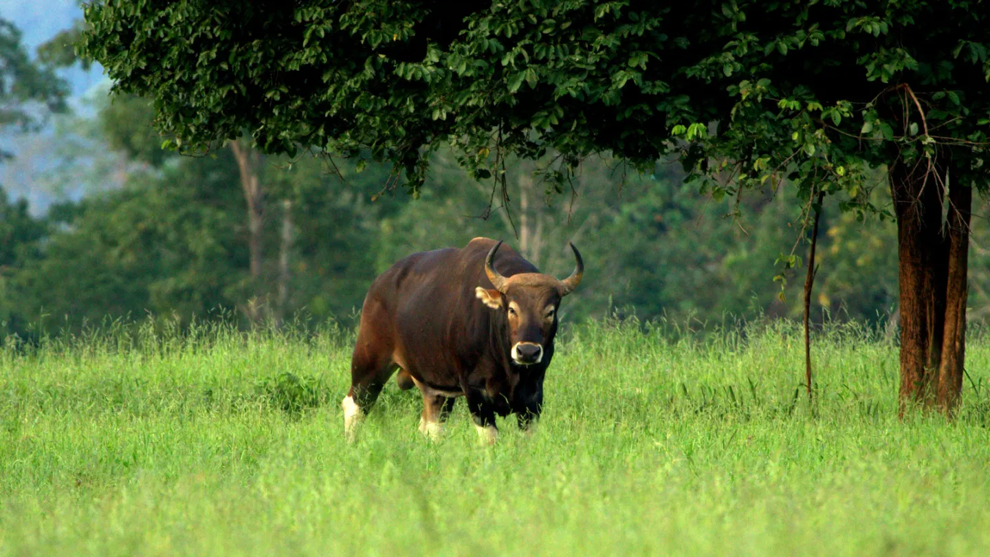 Banteng auf einem Feld
