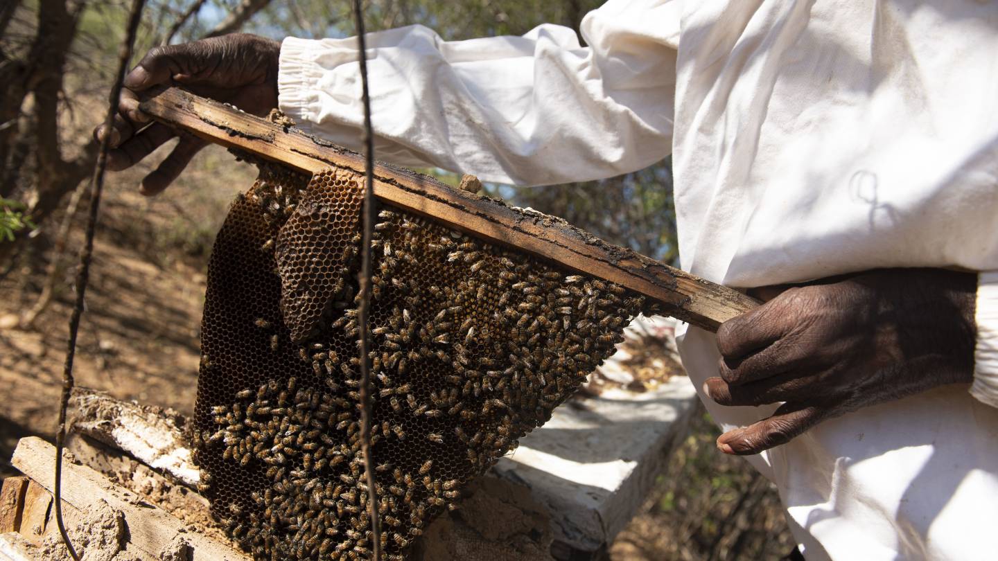Imker hält eine Bienenwabe in den Händen