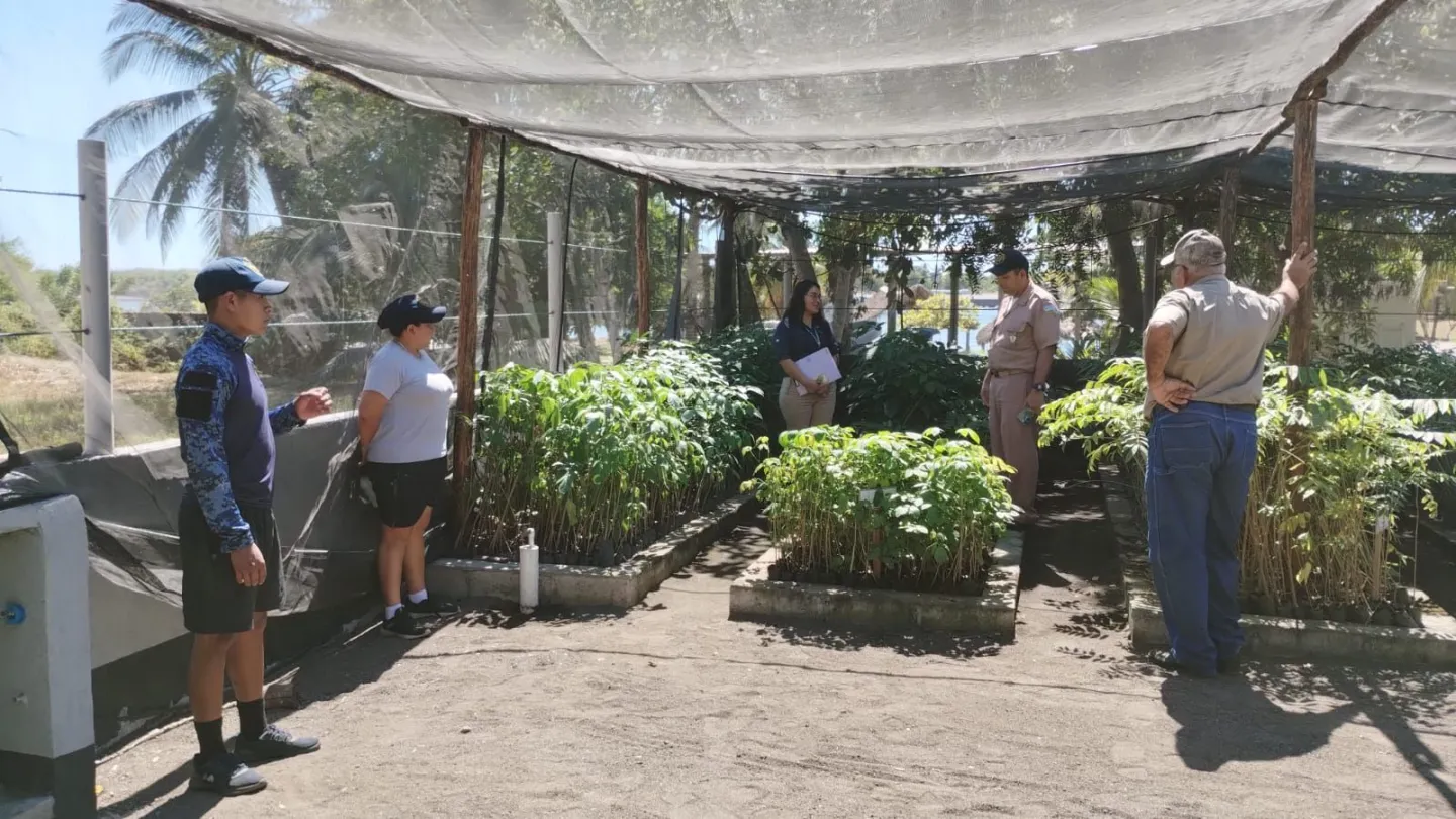 Mangroven Aufzuchtstation in Guatemala