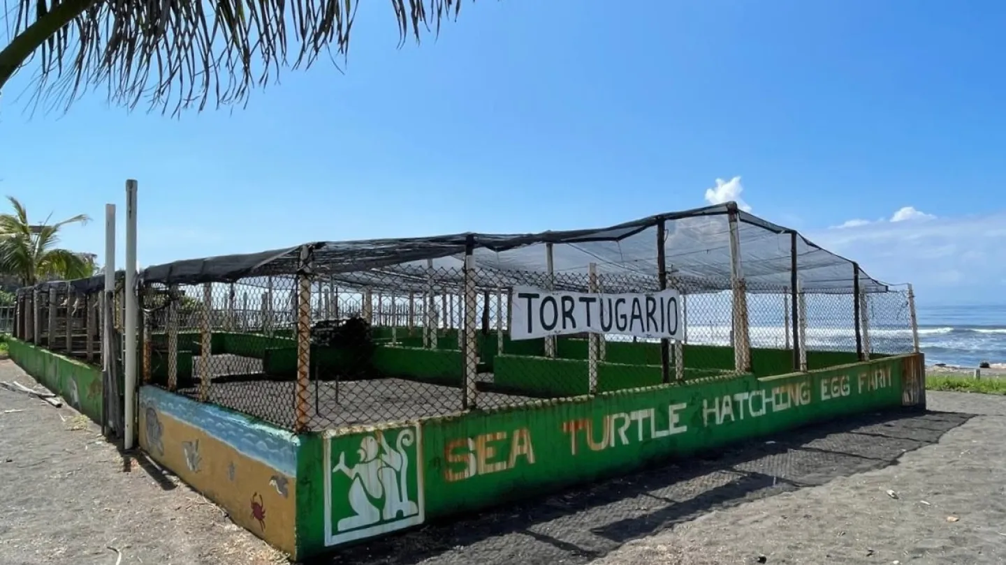 Meeresschildkröten Aufzuchtsstation in Guatemala