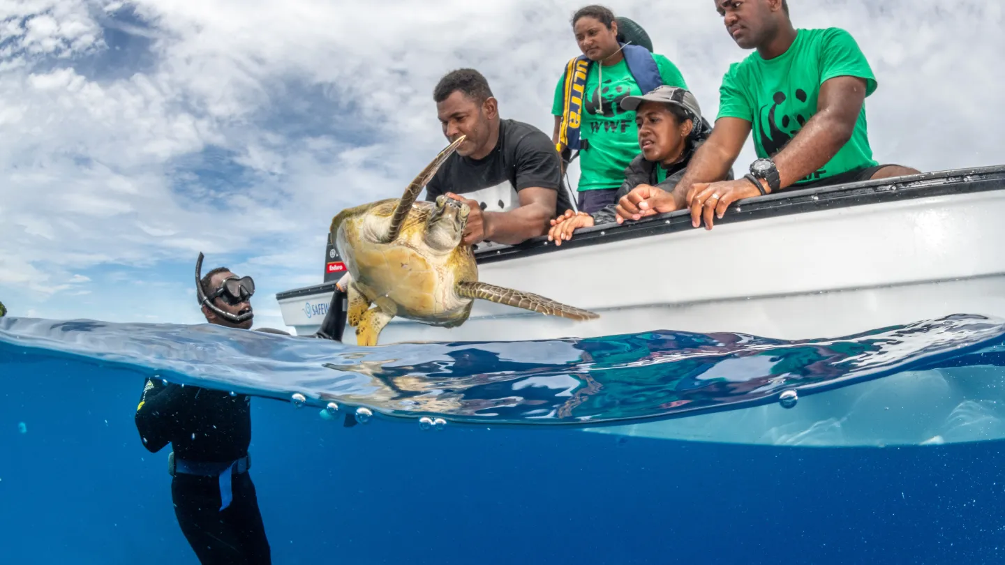 WWF Mitarbeiter lassen Schildkröte frei
