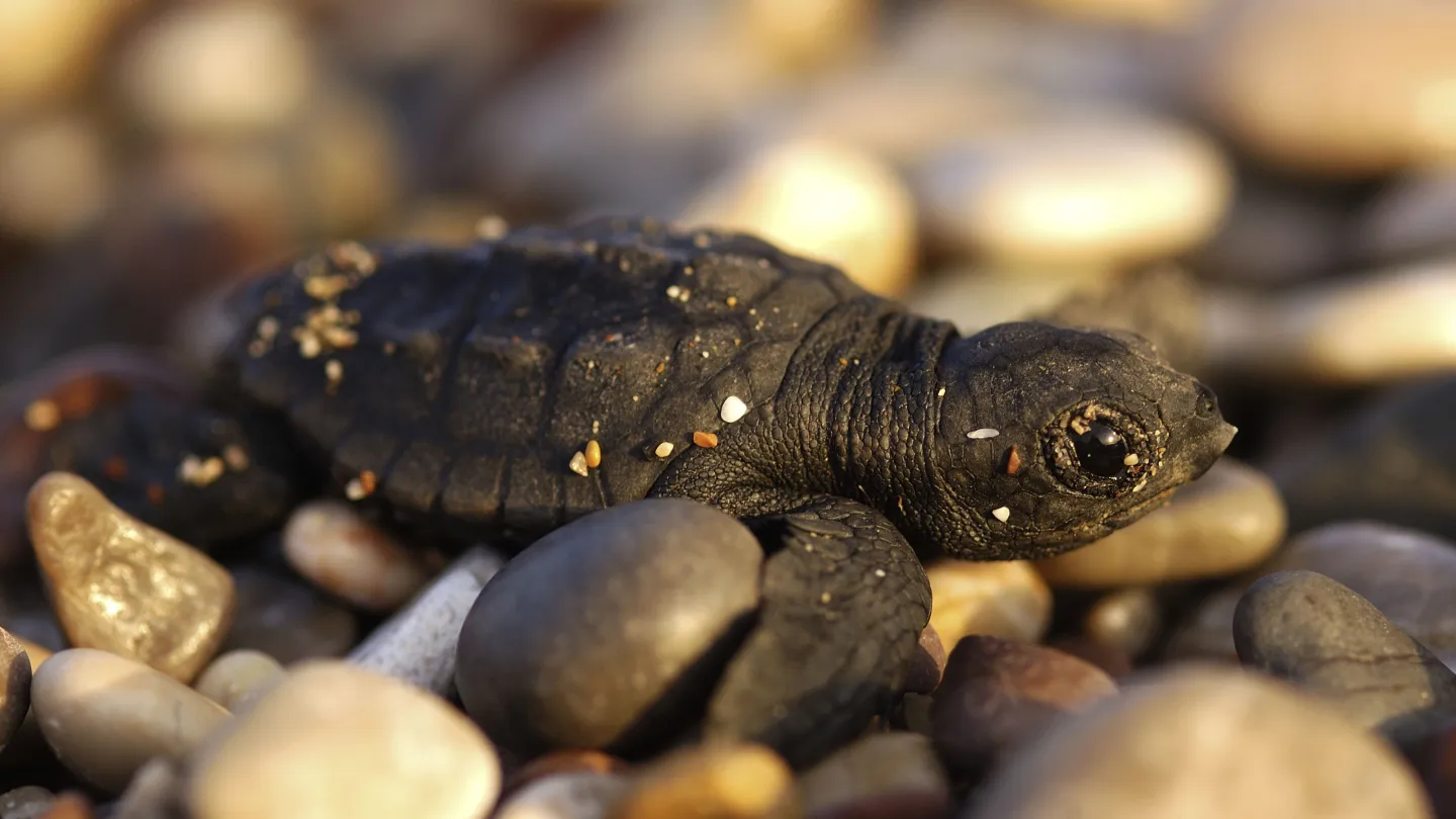 Frisch geschlüpfte Unechte Karettschildkröte