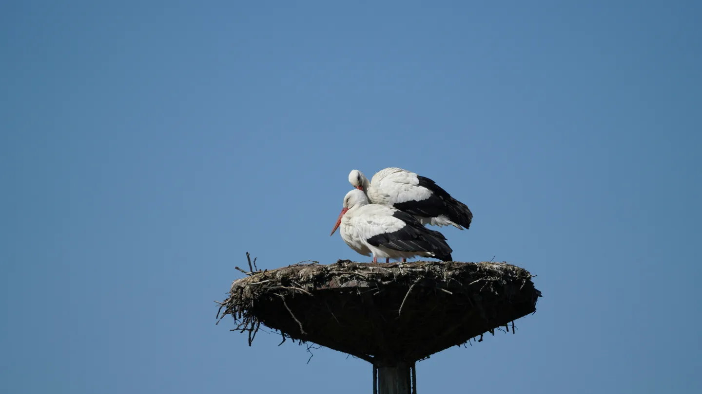 Weissstorch Brutpaar im Nest