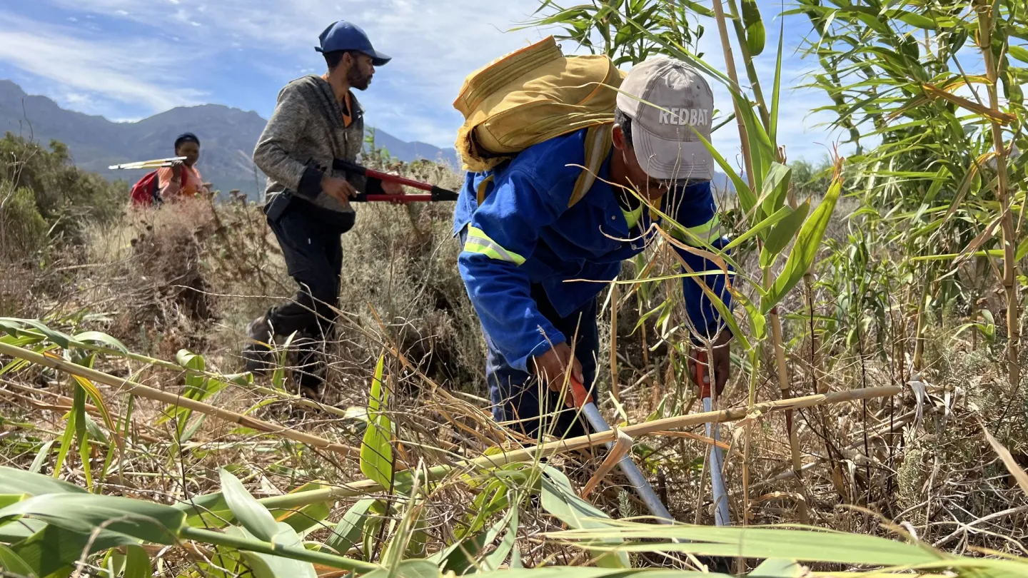 removing invasive plants
