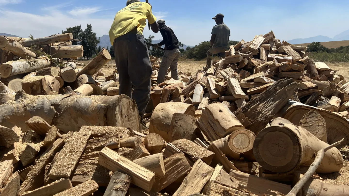 Chopping up invasive plants