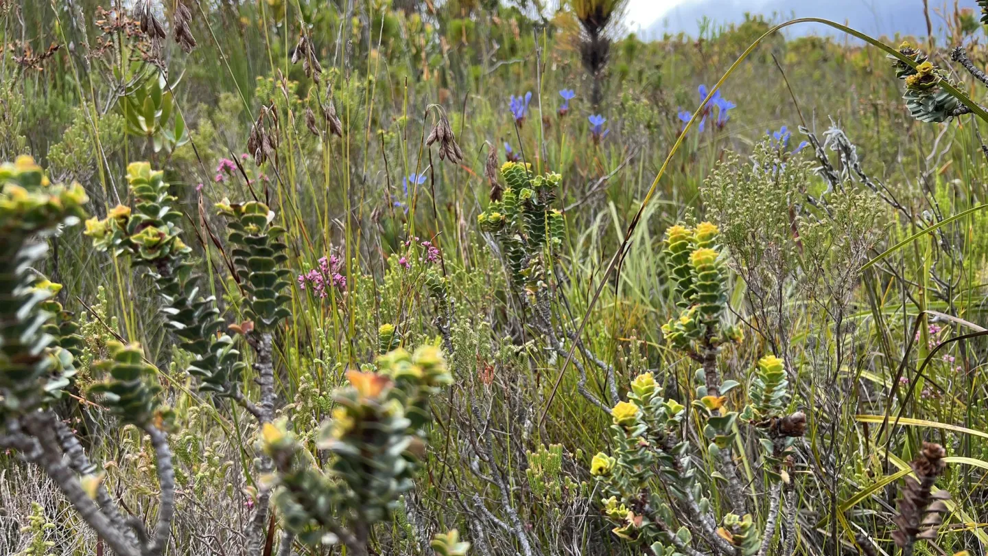 a field of rare plants