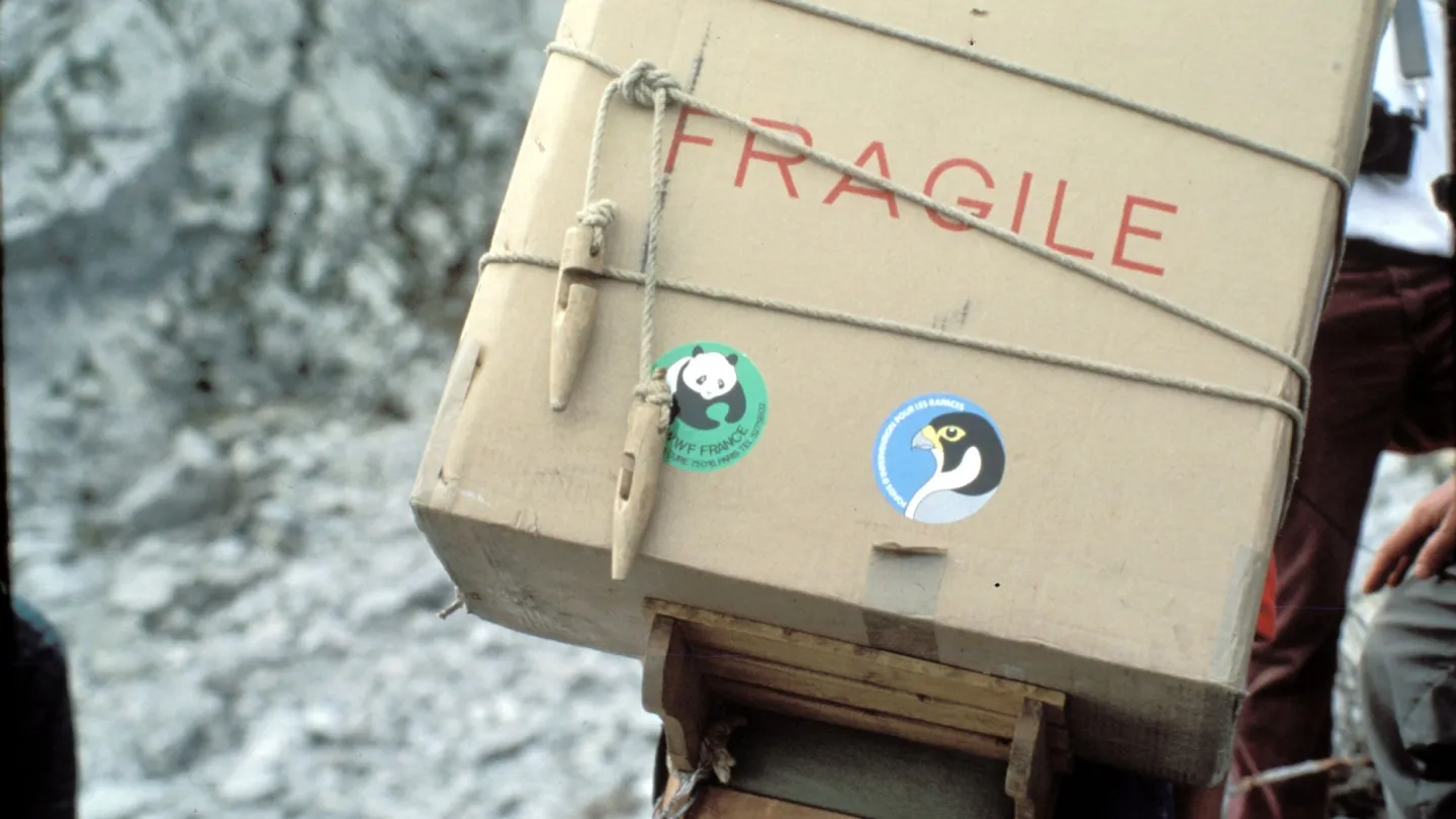 Bearded Vulture in a Box in the Alps for Reintroduction