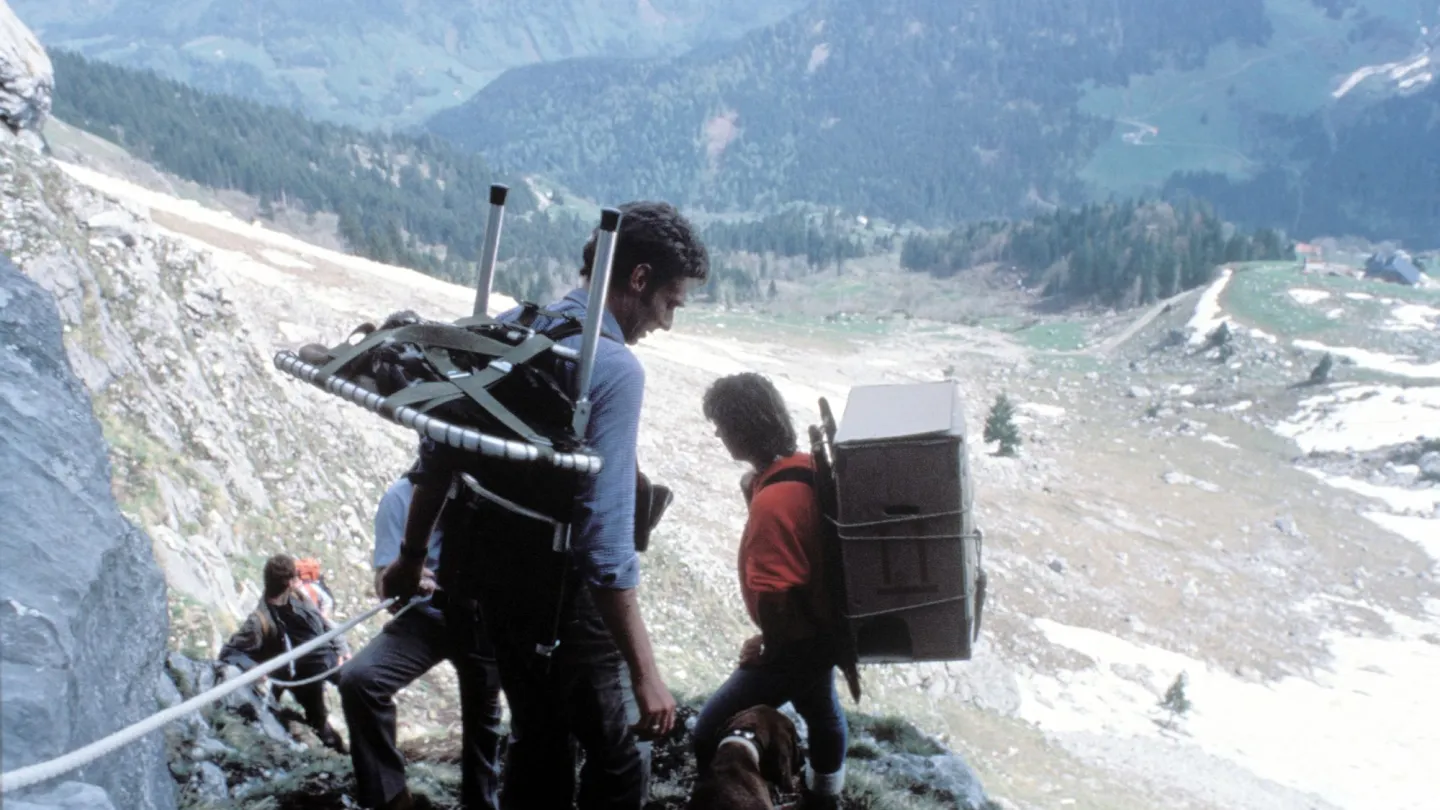 Bearded Vulture Reintroduction in the Alps