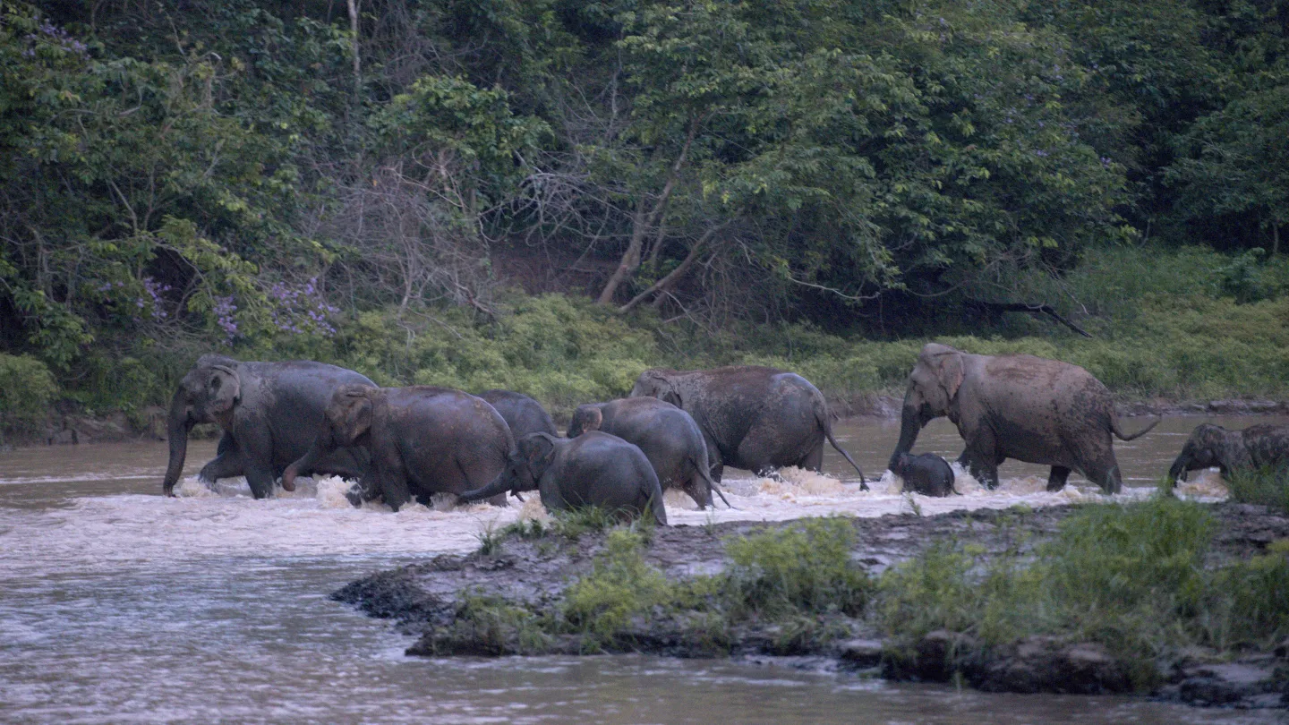 Elefanten-Herde in Ulu Muda Malaysia