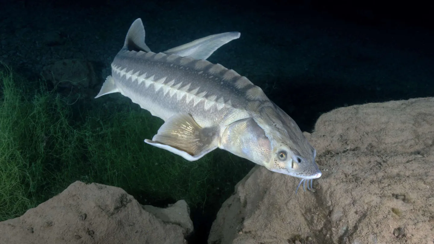 Russischer Stör in dunklem Wasser
