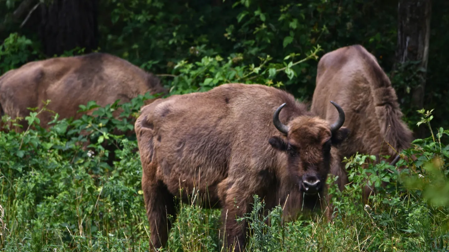 Wisent in forest