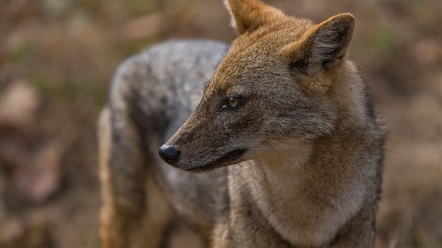 Goldschakal ion street