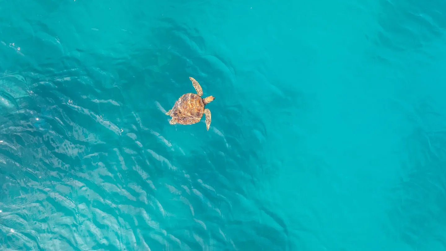 green turtle in turquoise water from above