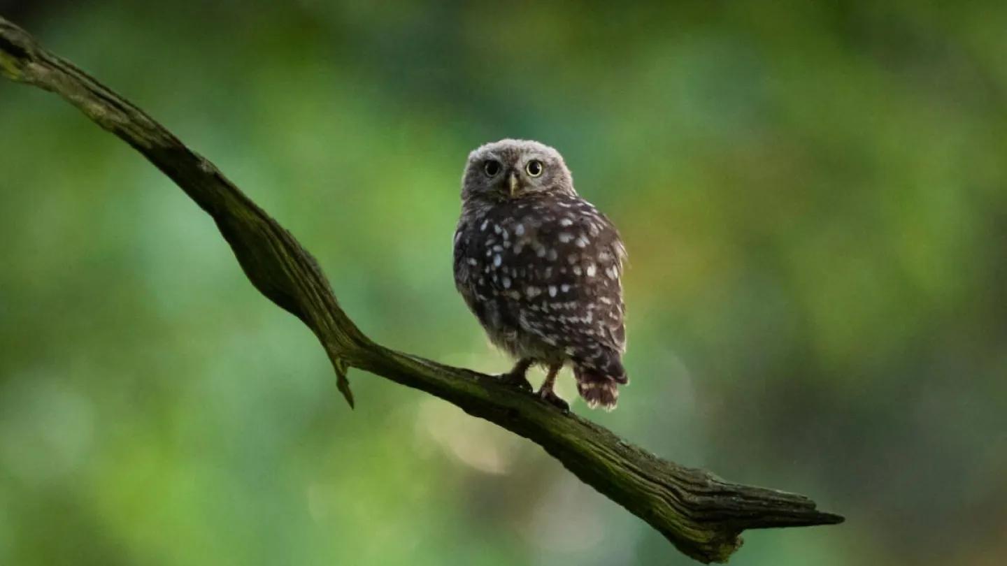 Little owl on a tree branch