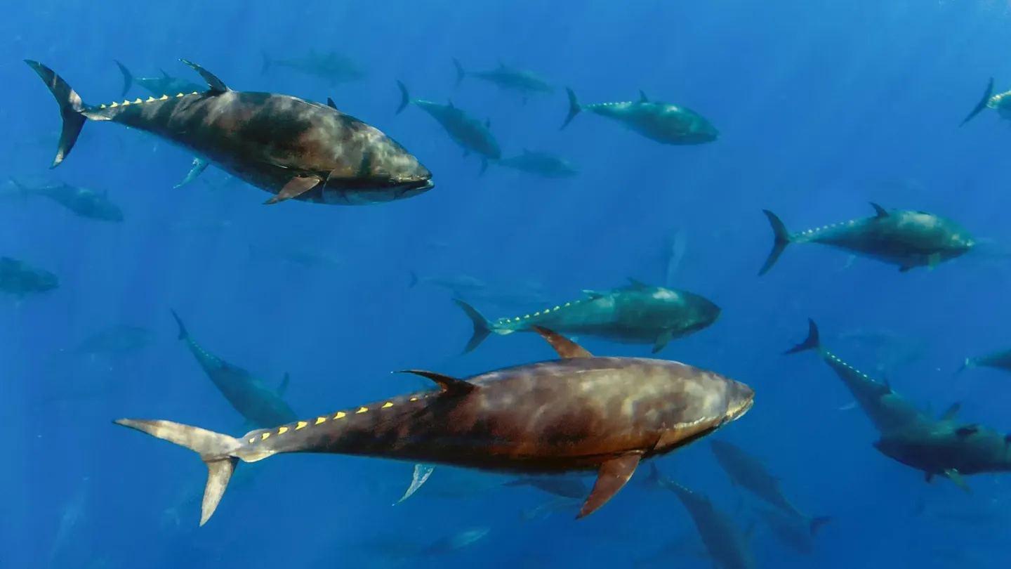 Atlantic Bluefin Tuna swimming around