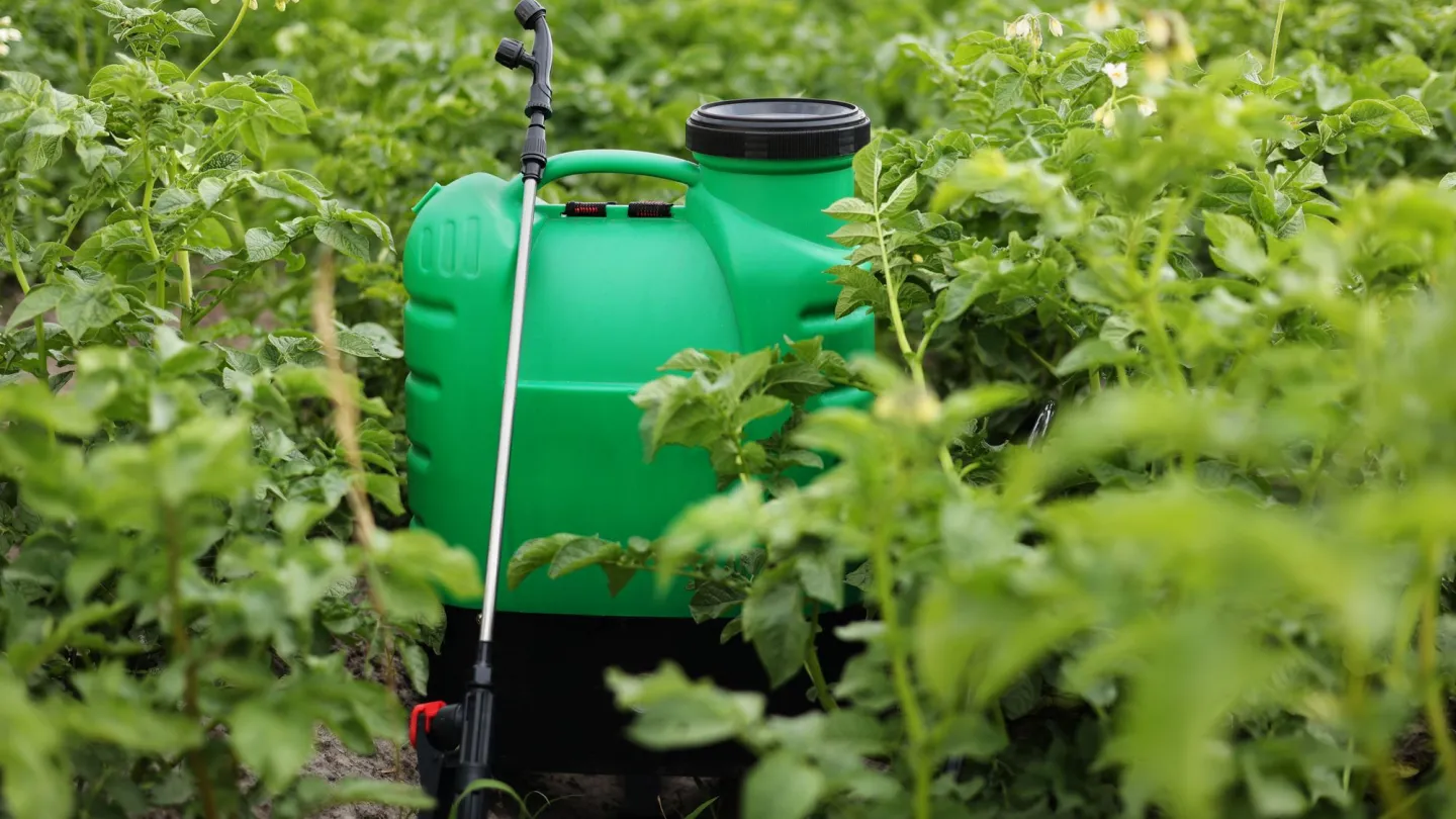 Grüner Pestizidkanister mit angemachten Sprüher steht in einem Kartoffelfeld