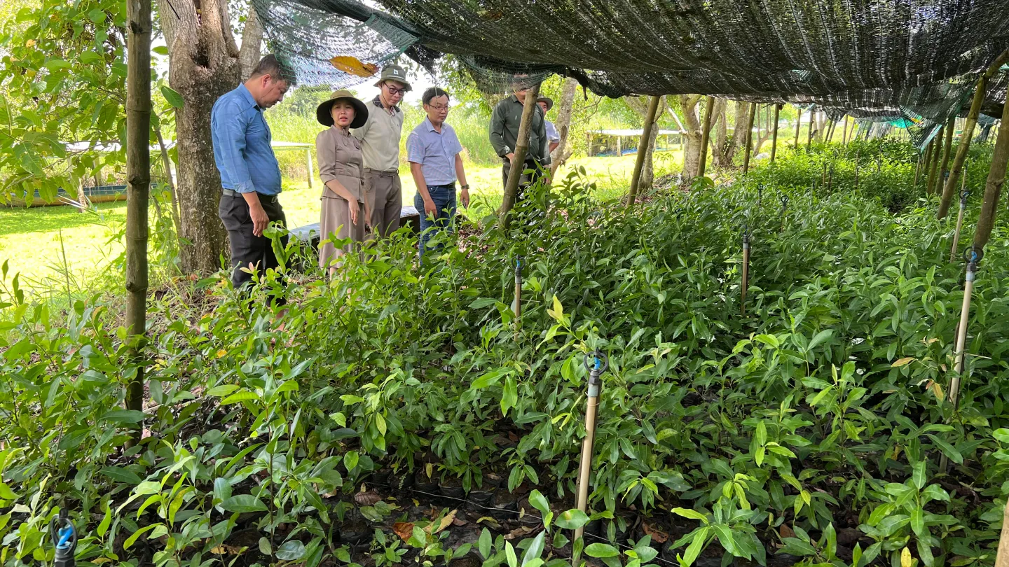Mangroven-Zucht in Vietnam