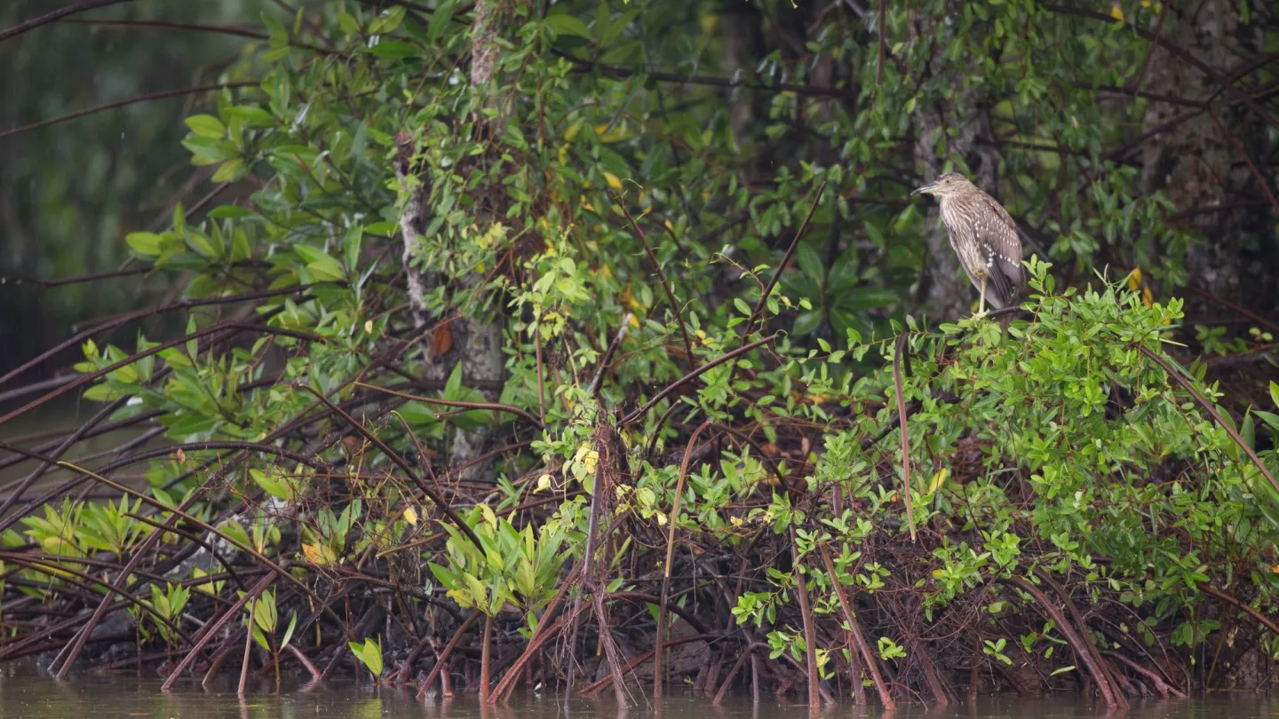 Vogel sitzt auf Mangrovenästen über Brqackwasser, Ca Mau Vietnam