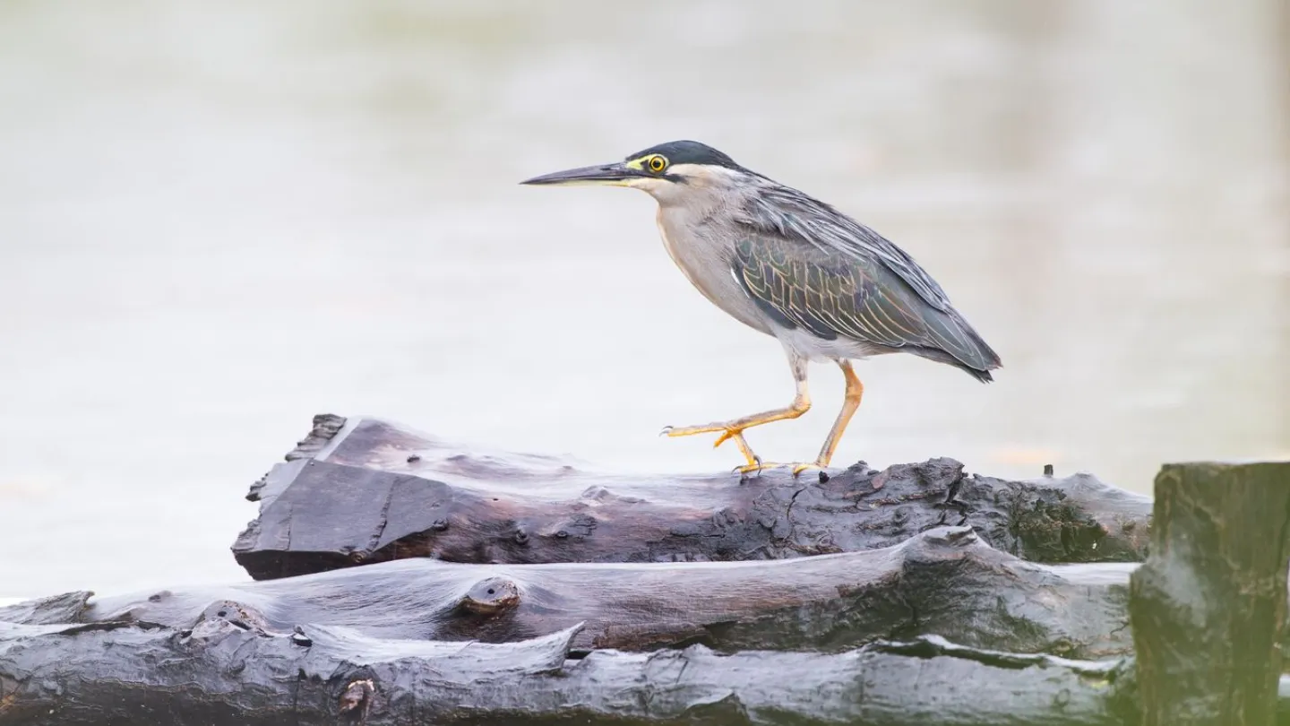Vogel steht auf treibendem Holz, Ca Mau Vietnam