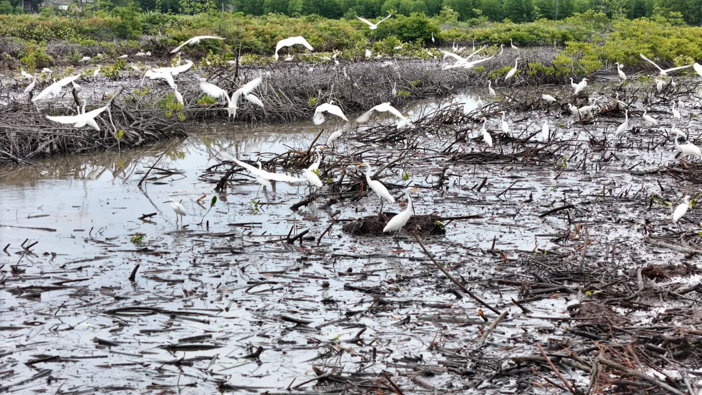 Vogelschwarm in Feuchtgebiet, Ca Mau Vietnam