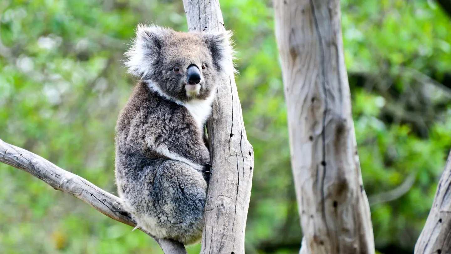Koala on a tree